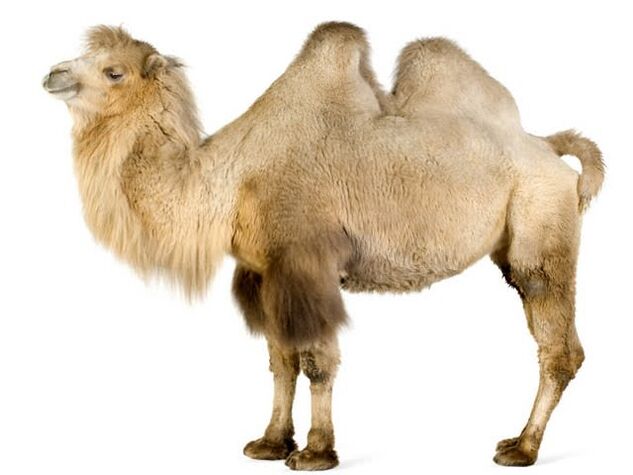 camelo e seu estômago para aumentar a potência
